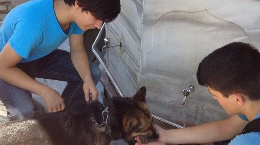 Kurda Elleriyle Su İ&ccedil;irdi