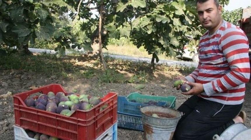 Krali&ccedil;e İncirinin Hasadına Başlandı