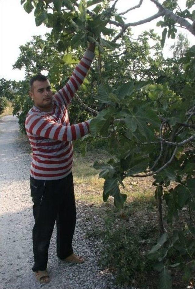 Kraliçe İncirinin Hasadına Başlandı