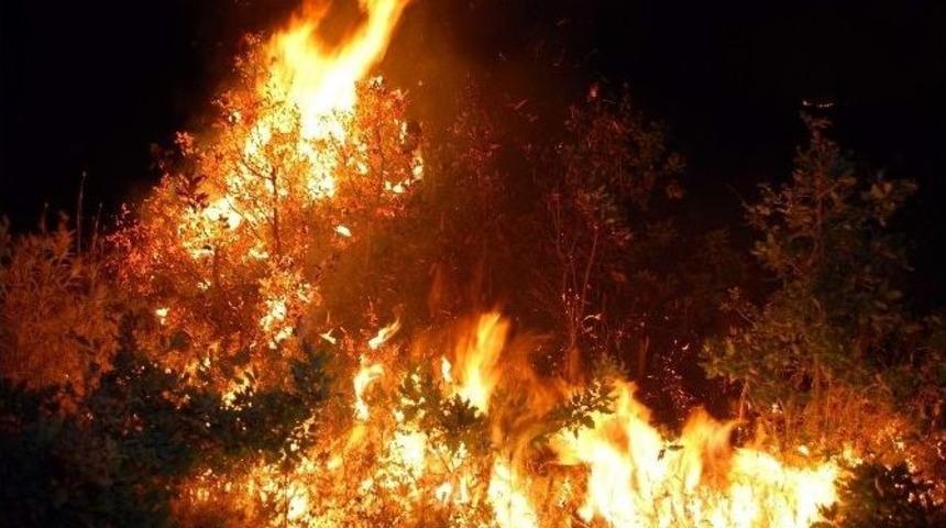 Karacasu&rsquo;da 80 D&ouml;n&uuml;m Kara&ccedil;am Ormanı K&uuml;l Oldu