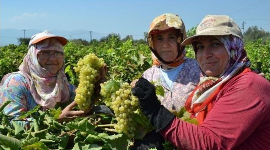 Turgutlu Ovası&rsquo;nda &Uuml;z&uuml;m Hasadı Başladı