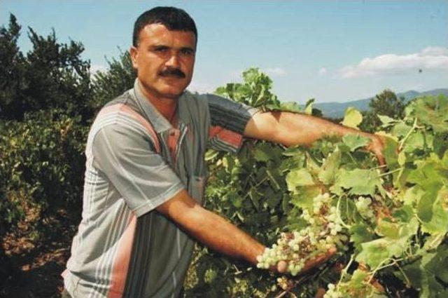 Turgutlu Ovası’nda Üzüm Hasadı Başladı