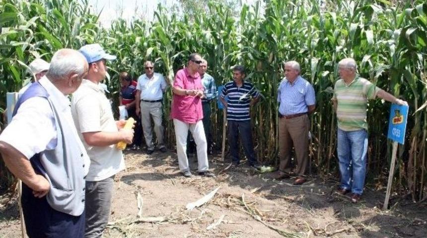 &Ccedil;elikli&rsquo;de Tarla G&uuml;n&uuml;