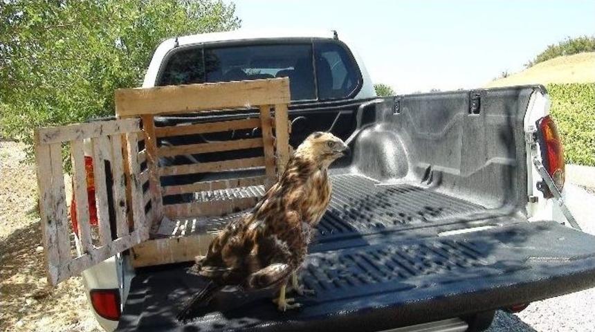 Yaralı Kartal Doğaya Salındı