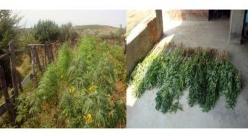 Jandarmadan Uyuşturucu Operasyonu