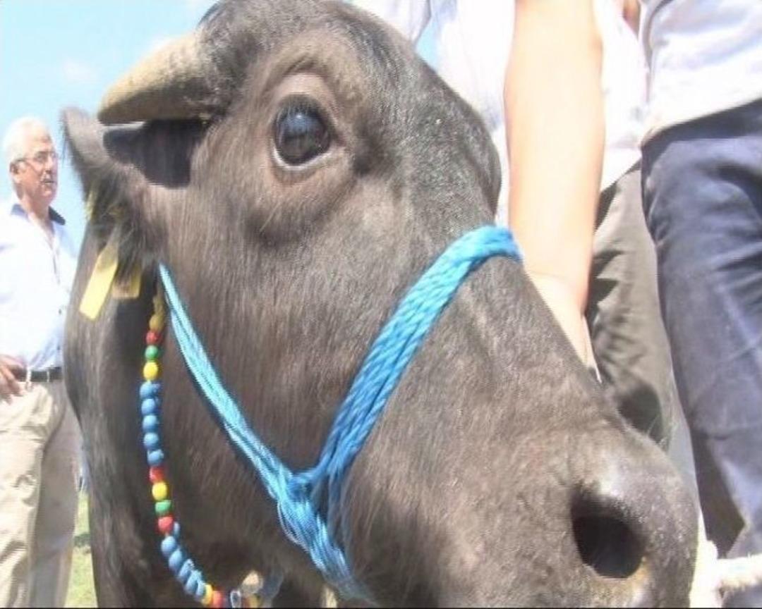 Tekirdağ&rsquo;da En G&uuml;zel Malak Yarışması