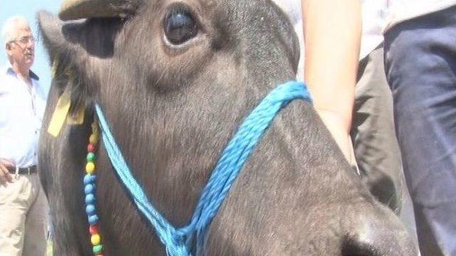 Tekirdağ’da En Güzel Malak Yarışması