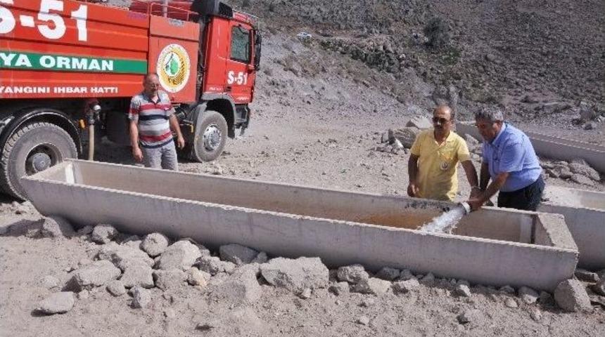 Kuraklık Yılkı Atlarını Da Susuz Bıraktı