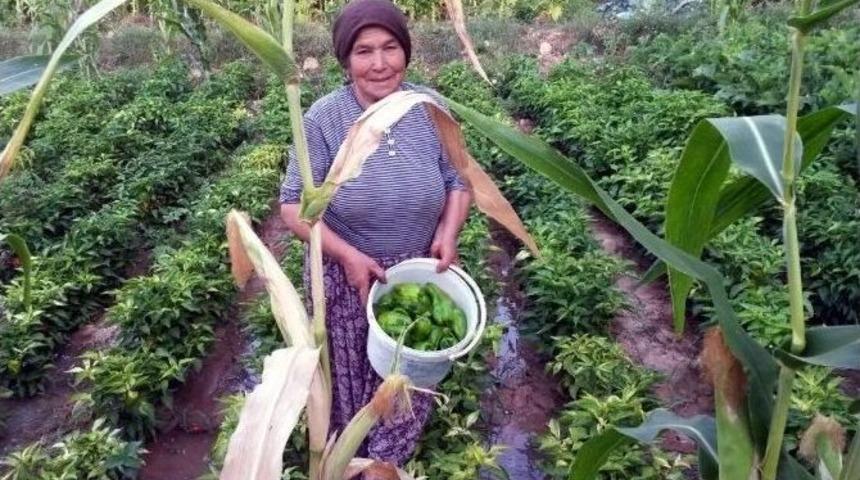 Organik &Uuml;r&uuml;nler Yerinde Alıcı Buluyor