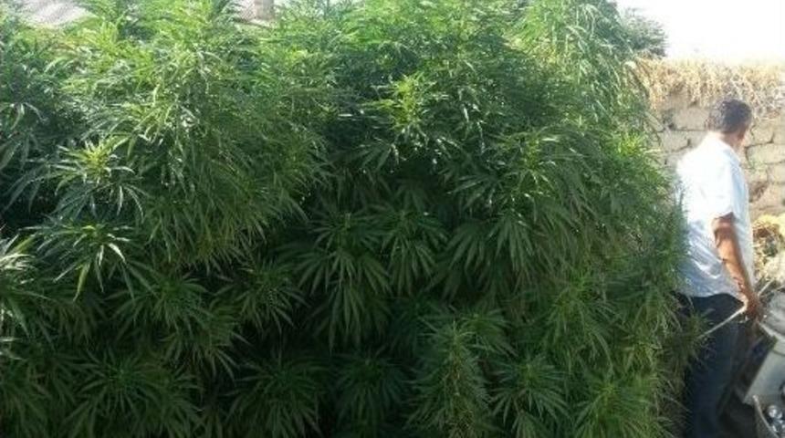 Jandarmadan Uyuşturucu Operasyonu