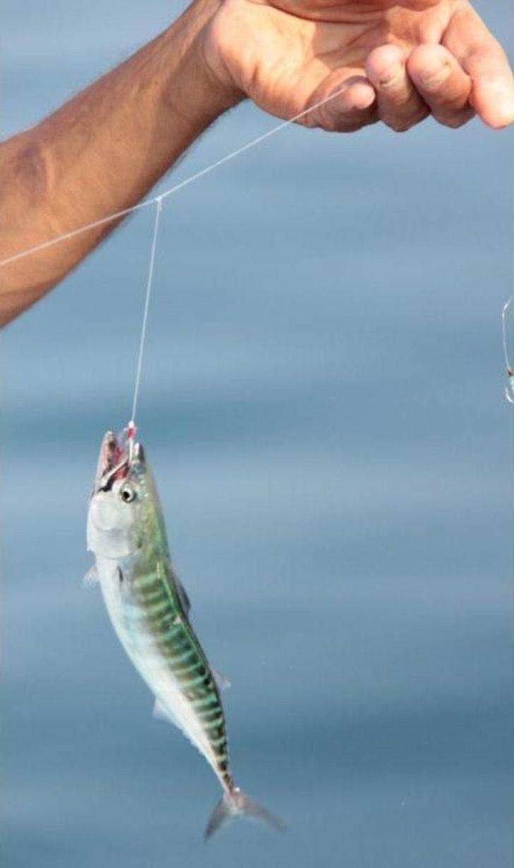 Palamut Kendini Gösterdi G1