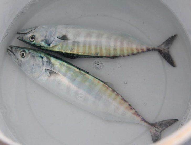 Palamut Kendini Gösterdi G4