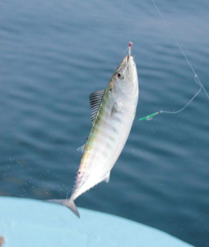 Palamut Kendini Gösterdi G5