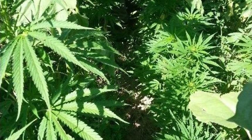 Jandarma Uyuşturucuya Geçit Vermiyor