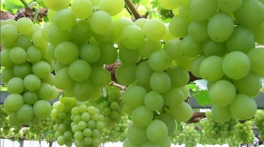 Üzüm Festivali 12 Eylül’de