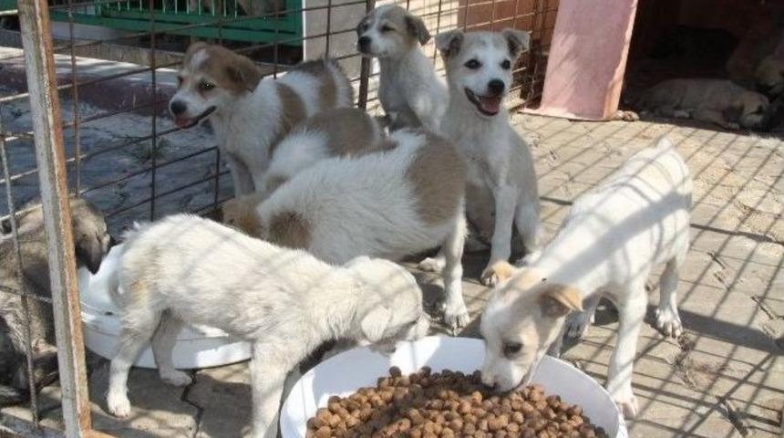 İneg&ouml;l&rsquo;de 400 Sokak Hayvanı Sahiplendirildi