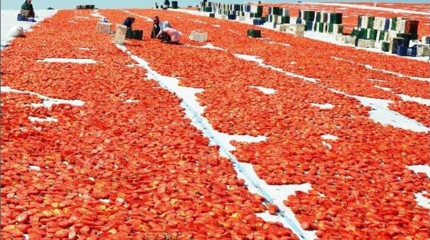 Avrupa&rsquo;nın Kuru Domatesi Manisa&rsquo;dan