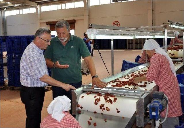 Avrupa’nın Kuru Domatesi Manisa’dan