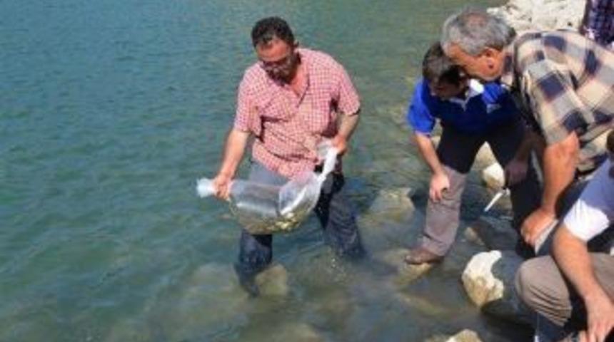 Amasya&rsquo;da 3 G&ouml;lete 45 Bin Yavru Sazan Bırakıldı