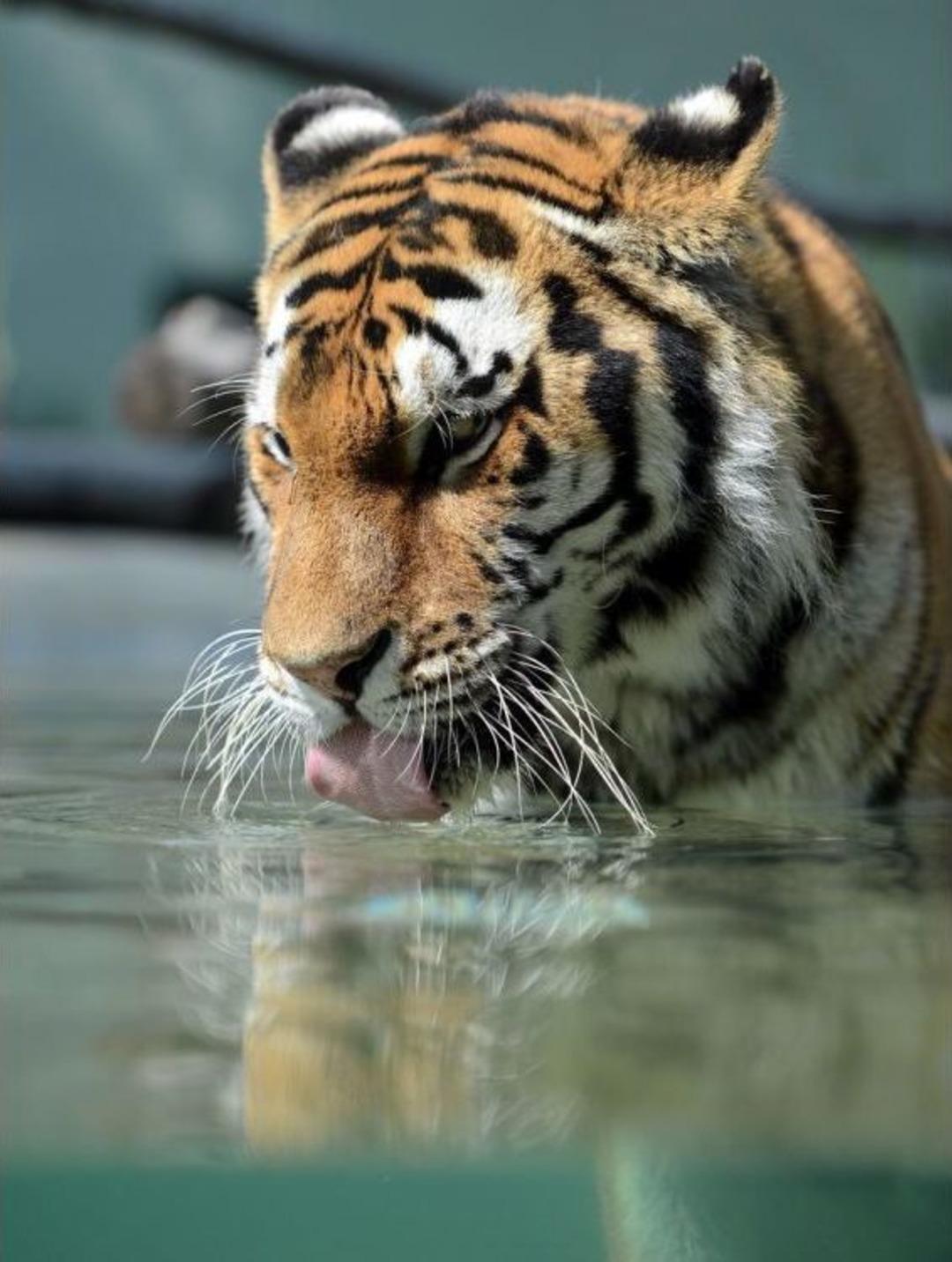 Hayvanat Bah&ccedil;esi Sakinlerine Aşırı Sıcaklar I&ccedil;in &Ouml;zel &Ouml;nlem
