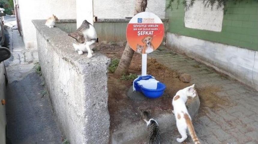 &Uuml;sk&uuml;darlı Gen&ccedil;ler Sokak Hayvanları İ&ccedil;in El Ele
