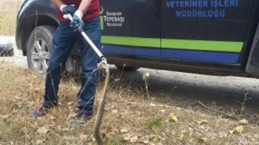 Yetkililerden &ldquo;yılan&rdquo; Uyarısı