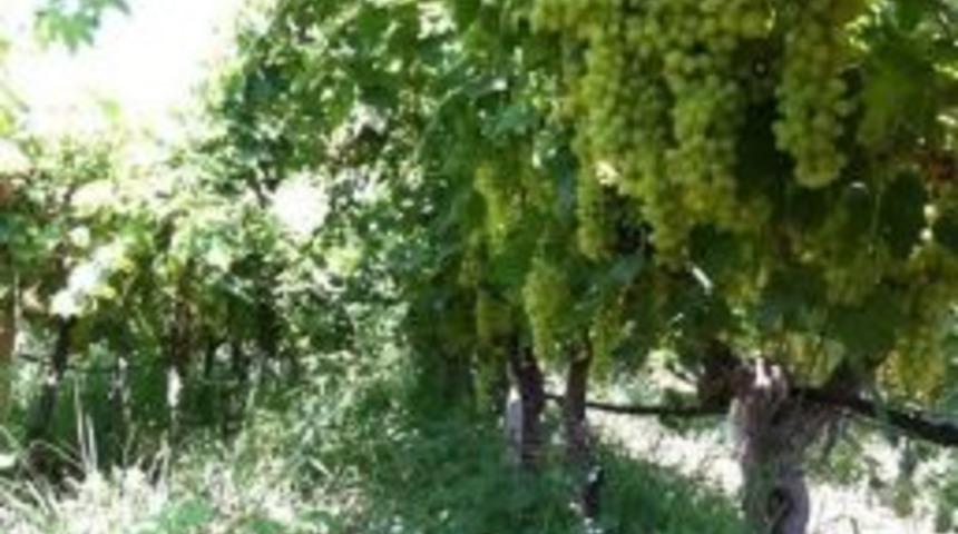 Tarsim, Asma Yaprağını Sigorta Kapsamına Alacak