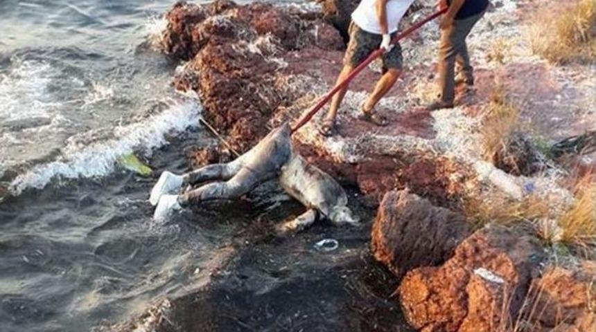 Ayvalık&rsquo;ta Balıklar Bir Cesedi Par&ccedil;aladı