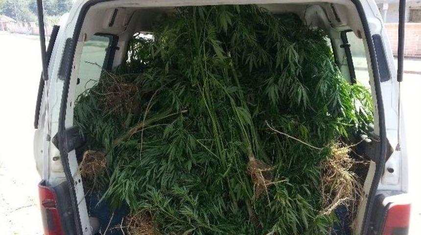 Kocaali&rsquo;de 85 K&ouml;k Kenevir Bitkisi Ele Ge&ccedil;irdi