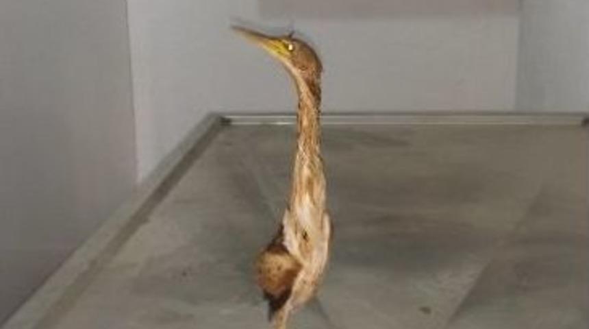 Şırnak&rsquo;ta Yaralı Balaban Kuşu Ve Kızıl Şahin Bulundu