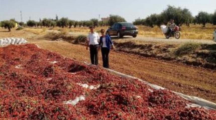 Kilis&rsquo;te Biber &Uuml;retimi