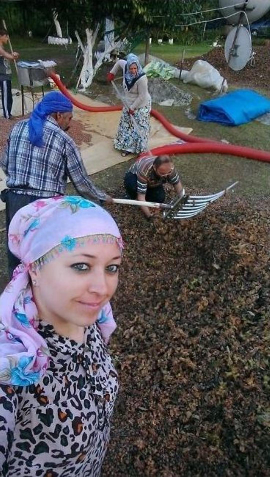 Ak&ccedil;akoca&rsquo;da Fındıklar Harmana İniyor