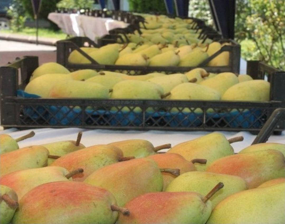 Bursa&rsquo;da &rsquo;en G&uuml;zel Armut&rsquo; Se&ccedil;ildi