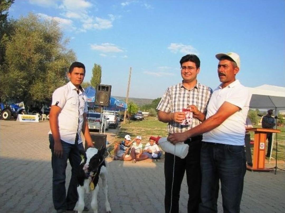 Hisarcık&rsquo;ta Buzağı Teşvik Yarışması