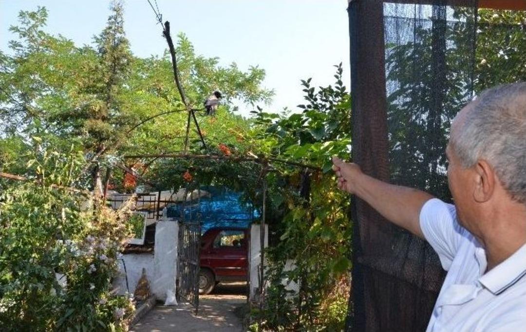 Bek&ccedil;i Karga Villayı Bekliyor