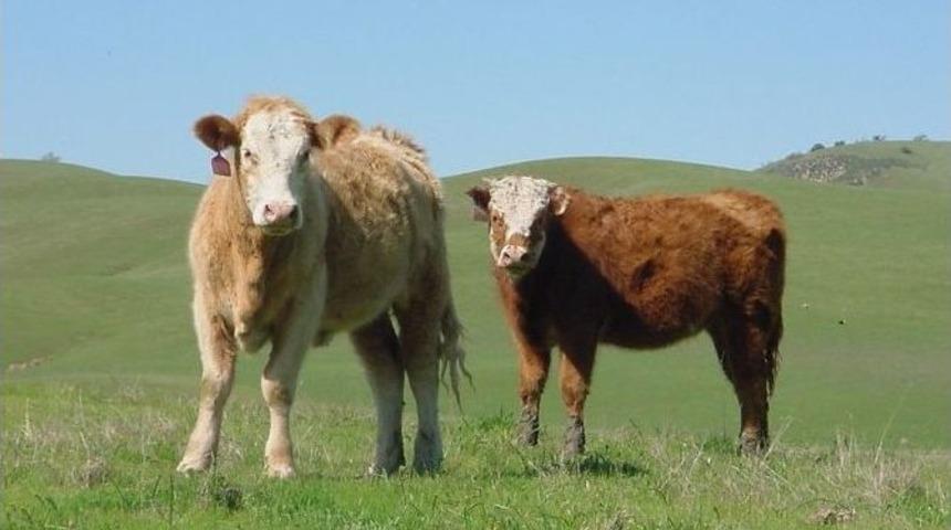 Varto Gıda, Tarım Ve Hayvancılık İl&ccedil;e M&uuml;d&uuml;rl&uuml;ğ&uuml;nden Uyarı