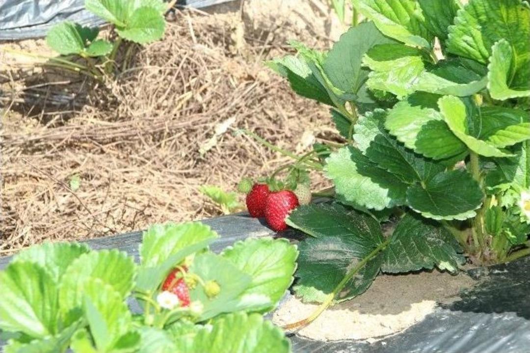 Mal&ccedil;lı &Ccedil;ilek Bah&ccedil;eleri G&ouml;z Kamaştırıyor