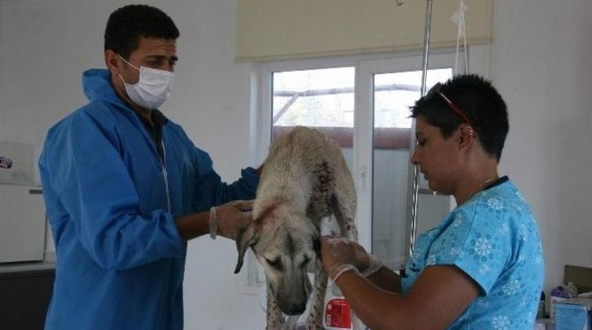 K&ouml;peklere "5 Yıldızlı" Otel Konforu