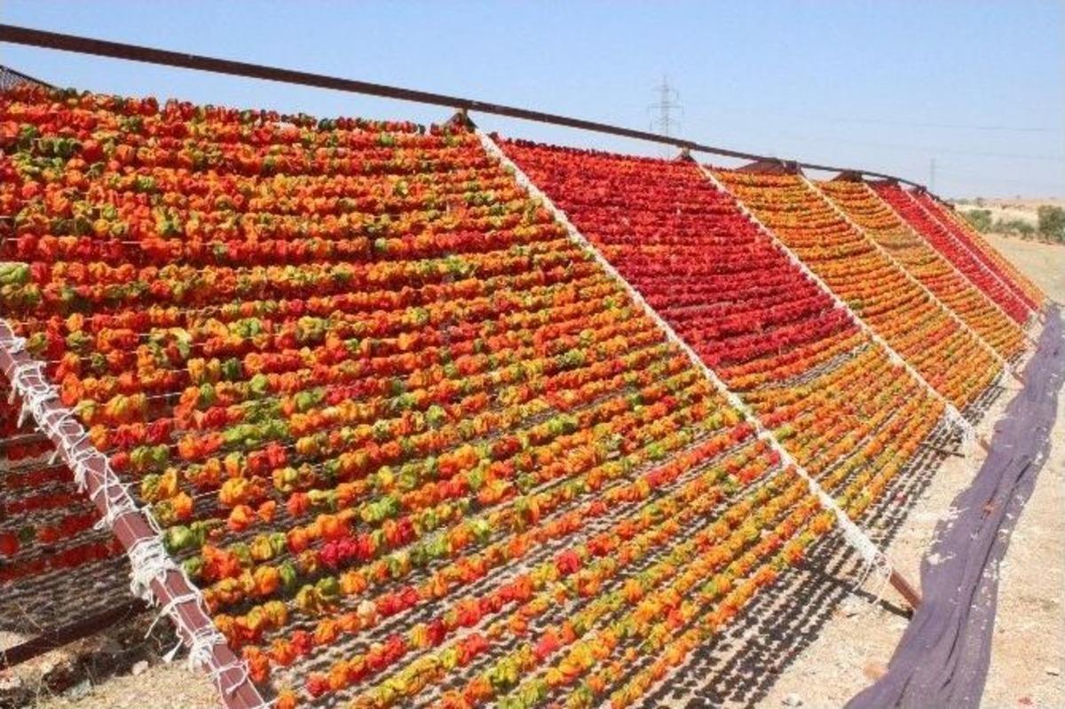 Gaziantep&rsquo;te Kurutmalık Sebze Sezonu Başladı