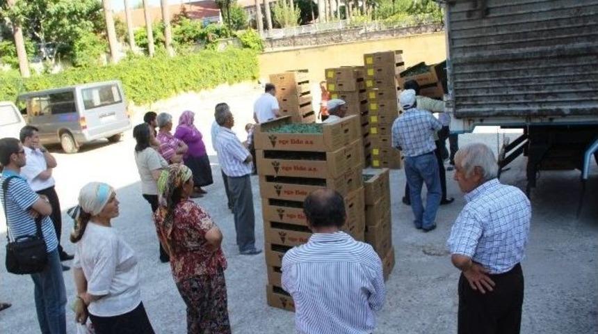 92 Bin Sebze Fidesi Dağıtıldı