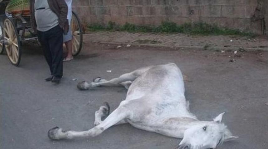 Hayvanseverler &ldquo;fayton&rdquo; Eylemine Hazırlanıyor