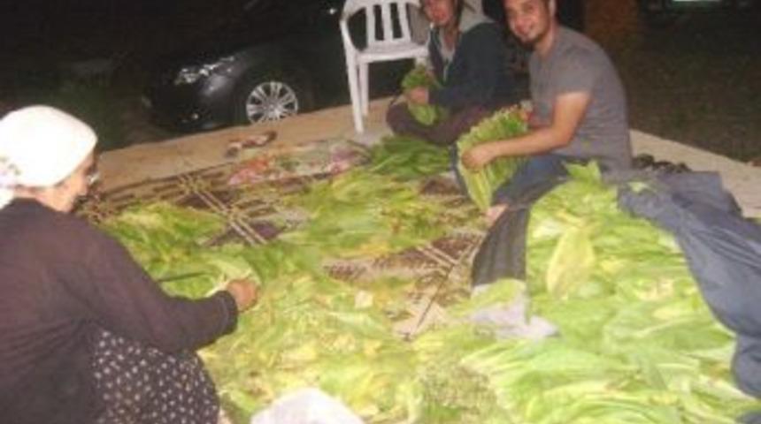 Doğanşehir&rsquo;de T&uuml;t&uuml;n Kırımları Başladı