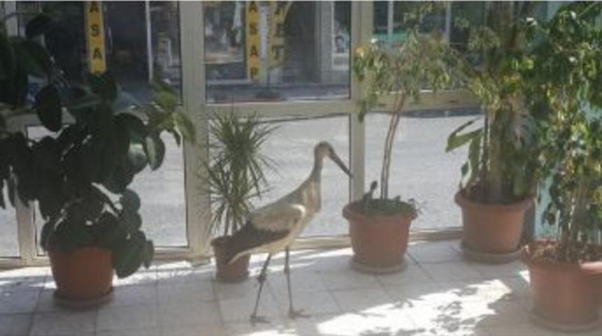 Leylek Belediyenin Misafiri Oldu