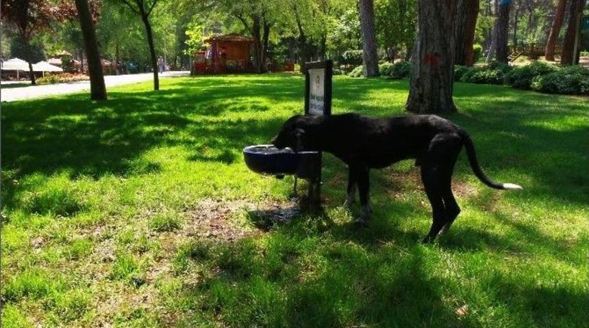 Denizli Büyükşehir Belediyesi’nden Hayvanlara Özel Su Kapları