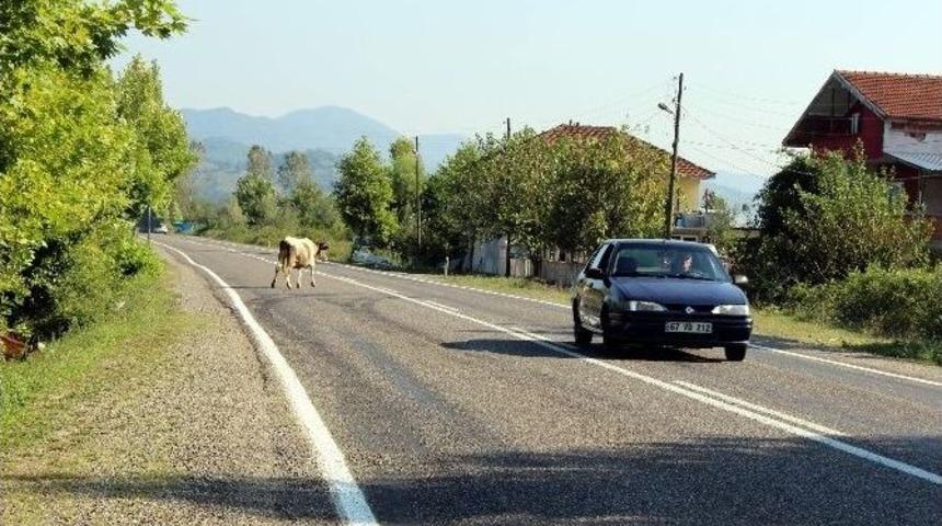 Başıboş İnekler Kazaya Davetiye &Ccedil;ıkartıyor