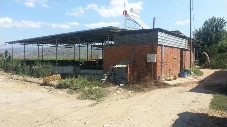 Milas&rsquo;ta İneklerin Hışmına Uğrayan Kadın &Ouml;ld&uuml;