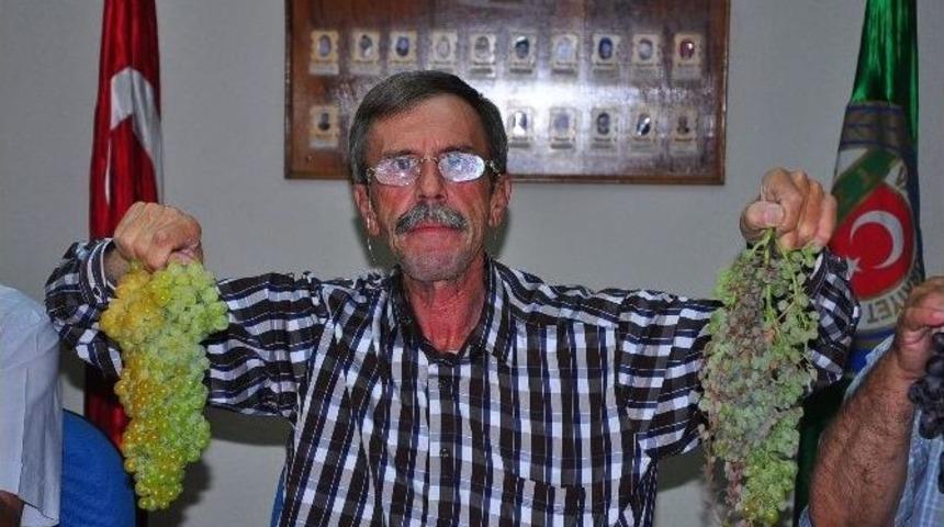 Manisa Ziraat Odasından &Uuml;z&uuml;m Rekolte Tahminlerine Tepki