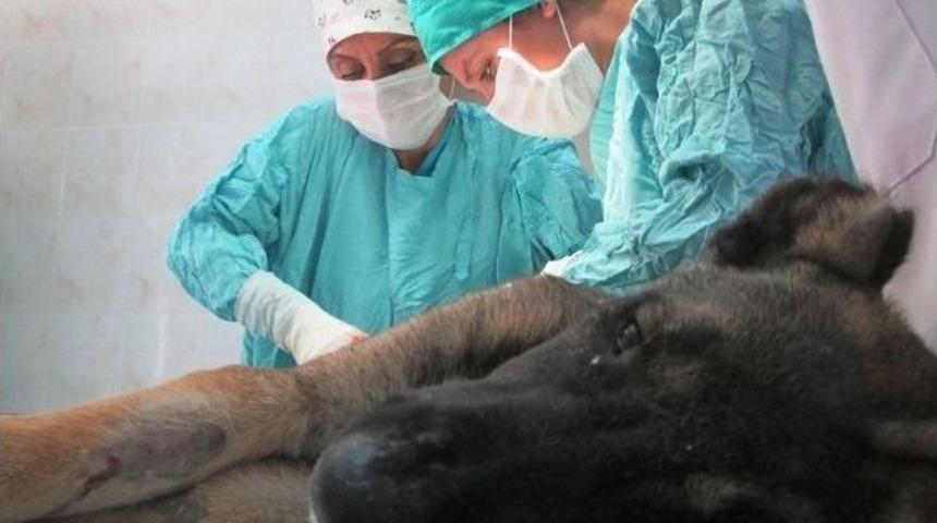 Yaralı K&ouml;peğe Belediye Şefkati