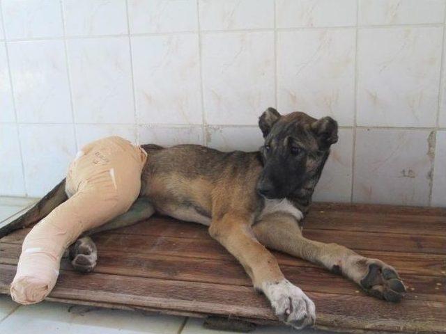 Yaralı Köpeğe Belediye Şefkati