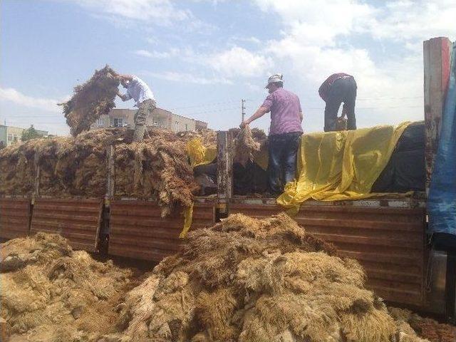 Şanlıurfa’da 13 Bin Karton Kaçak Sigara Yakalandı